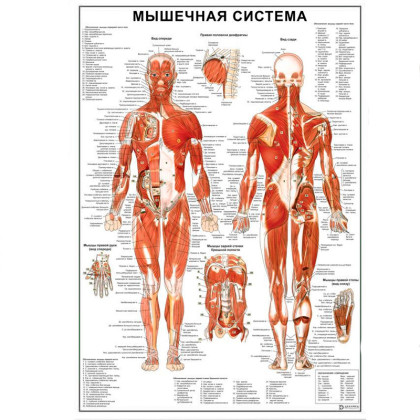 Фото товара Мышечная система человека ALL — медицинский плакат