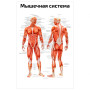 Фото товара Мышечная система человека NEW — медицинский плакат