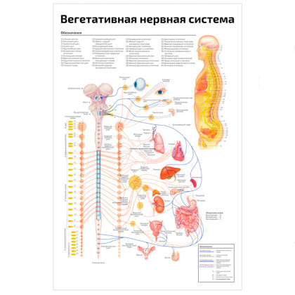 Фото товара Вегетативная нервная система — медицинский плакат
