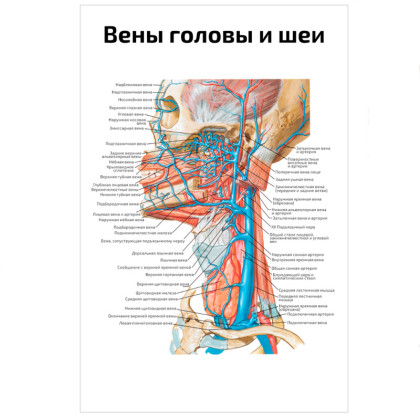 Фото товара Вены и артерии головы и шеи — медицинский плакат