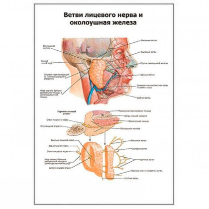 Ветви лицевого нерва и околоушная железа — медицинский плакат Фото товара Ветви лицевого нерва и околоушная железа — медицинский плакат