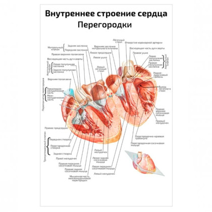 Фото товара Внутреннее строение сердца — медицинский плакат