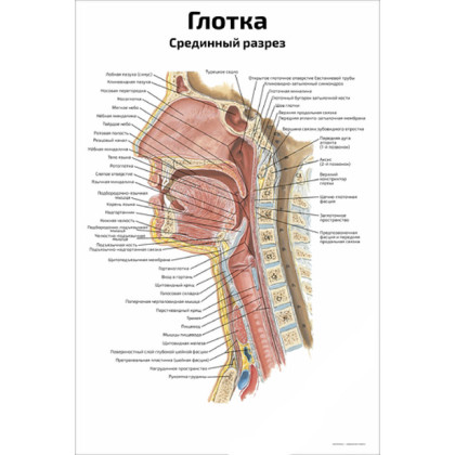 Глотка — медицинский плакат Фото товара Глотка — медицинский плакат