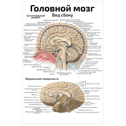 Головной мозг: вид сбоку — медицинский плакат Фото товара Головной мозг: вид сбоку — медицинский плакат