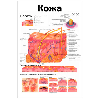 Фото товара Кожа — медицинский плакат