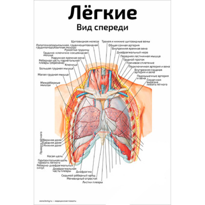 Лёгкие, вид спереди — медицинский плакат Фото товара Лёгкие, вид спереди — медицинский плакат