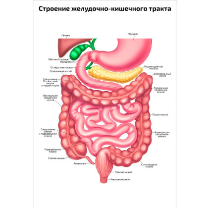 Строение желудочно-кишечного тракта — медицинский плакат Фото товара Строение желудочно-кишечного тракта — медицинский плакат