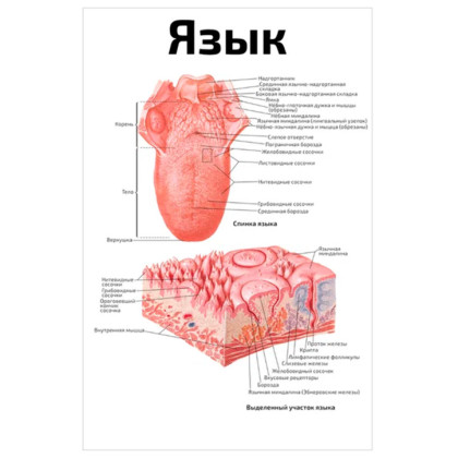 Язык — медицинский плакат Фото товара Язык — медицинский плакат