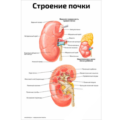 Строение почки — медицинский плакат Фото товара Строение почки — медицинский плакат