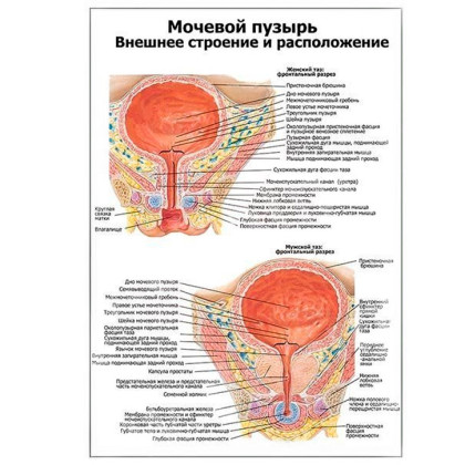 Мочевой пузырь, внешнее строение и расположение — медицинский плакат Фото товара Мочевой пузырь, внешнее строение и расположение — медицинский плакат
