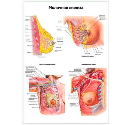 Молочная железа: подробно — медицинский плакат Фото товара Молочная железа: подробно — медицинский плакат