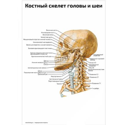 Фото товара Костный скелет головы и шеи — медицинский плакат