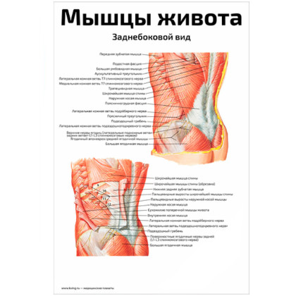 Фото товара Мышцы живота, заднебоковой вид — медицинский плакат