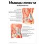 Фото товара Мышцы живота, заднебоковой вид — медицинский плакат