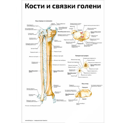 Кости и связки голени — медицинский плакат Фото товара Кости и связки голени — медицинский плакат