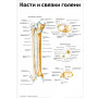 Кости и связки голени — медицинский плакат Фото товара Кости и связки голени — медицинский плакат