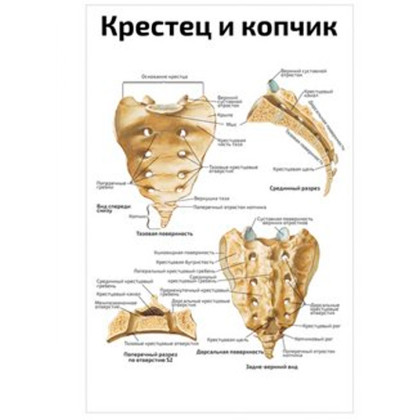 Фото товара Крестец и копчик — медицинский плакат