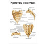 Фото товара Крестец и копчик — медицинский плакат