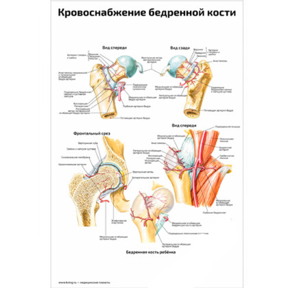 Кровоснабжение бедренной кости — медицинский плакат Фото товара Кровоснабжение бедренной кости — медицинский плакат