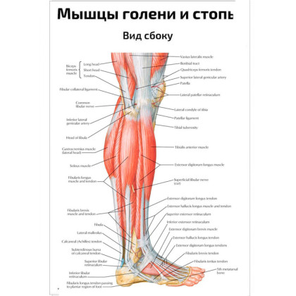 Мышцы голени и стопы, вид сбоку — медицинский плакат Фото товара Мышцы голени и стопы, вид сбоку — медицинский плакат