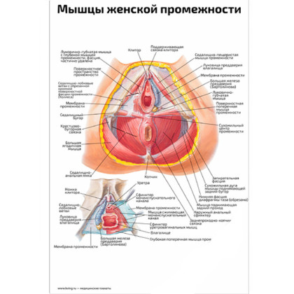 Фото товара Мышцы женской промежности — медицинский плакат