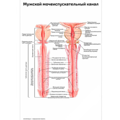 Мужской мочеиспускательный канал: два вида — медицинский плакат Фото товара Мужской мочеиспускательный канал: два вида — медицинский плакат