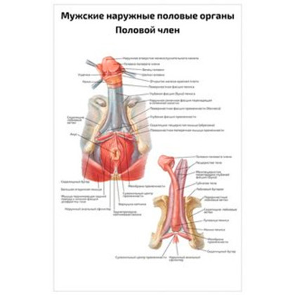 Мужские наружные половые органы, половой член — медицинский плакат Фото товара Мужские наружные половые органы, половой член — медицинский плакат