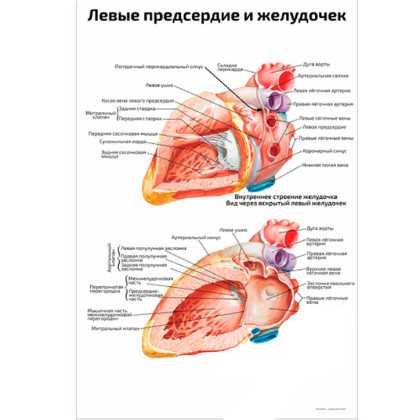 Фото товара Левые предсердие и желудочек — медицинский плакат