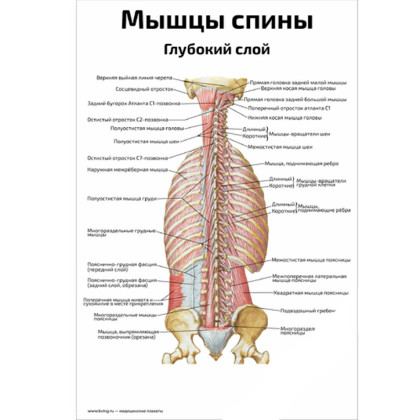 Фото товара Мышцы спины, глубокий слой — медицинский плакат