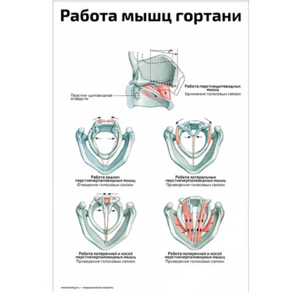 Фото товара Работа мышц гортани, голосообразование — медицинский плакат