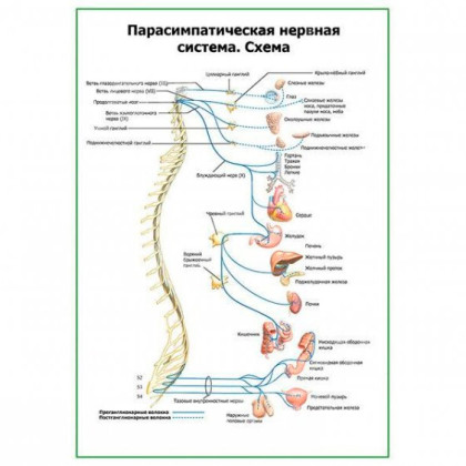 Фото товара Парасимпатическая нервная система — медицинский плакат