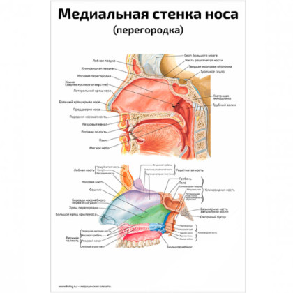 Медиальная стенка носа — медицинский плакат Фото товара Медиальная стенка носа — медицинский плакат