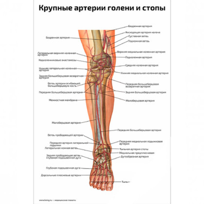 Крупные артерии голени и стопы — медицинский плакат Фото товара Крупные артерии голени и стопы — медицинский плакат