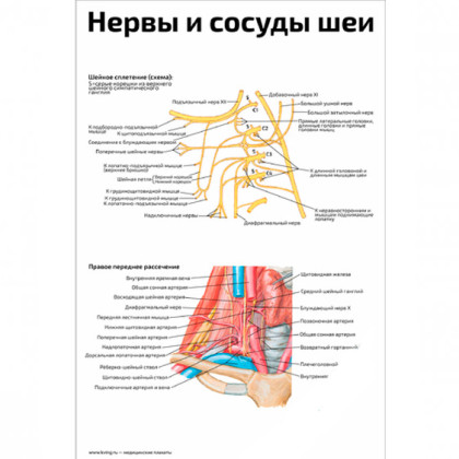 Нервы и сосуды шеи — медицинский плакат Фото товара Нервы и сосуды шеи — медицинский плакат