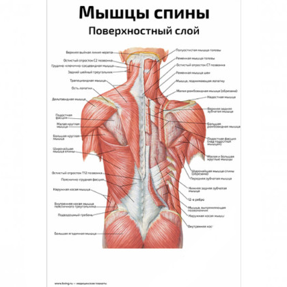 Мышцы спины, поверхностный слой — медицинский плакат Фото товара Мышцы спины, поверхностный слой — медицинский плакат