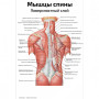 Мышцы спины, поверхностный слой — медицинский плакат Фото товара Мышцы спины, поверхностный слой — медицинский плакат