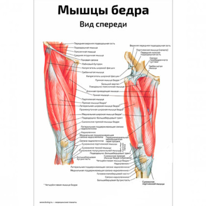 Фото товара Мышцы бедра, вид спереди — медицинский плакат