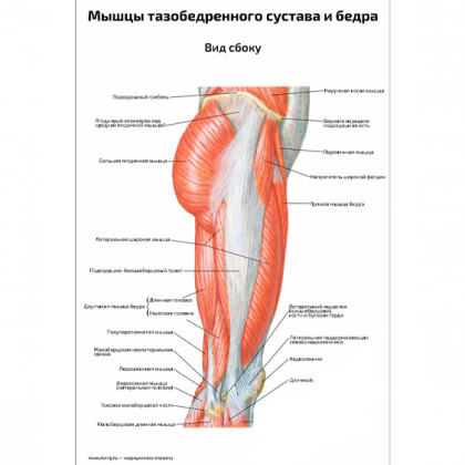 Мышцы тазобедренного сустава и бедра, вид сбоку — медицинский плакат Фото товара Мышцы тазобедренного сустава и бедра, вид сбоку — медицинский плакат
