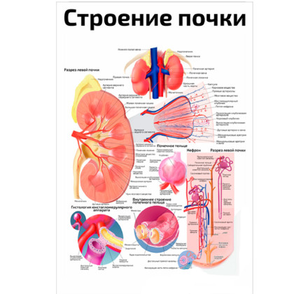 Строение почки: подробно — медицинский плакат Фото товара Строение почки: подробно — медицинский плакат