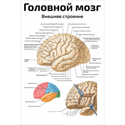 Фото товара Головной мозг, внешнее строение — медицинский плакат