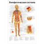 Фото товара Лимфатическая система — медицинский плакат