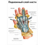 Фото товара Подкожный слой кисти — медицинский плакат