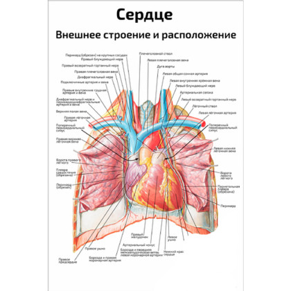 Фото товара Сердце, внешнее строение и расположение — медицинский плакат