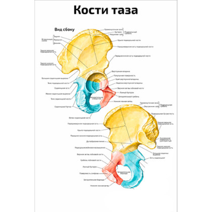 Фото товара Кости таза — медицинский плакат