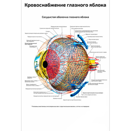 Кровоснабжение глазного яблока — медицинский плакат Фото товара Кровоснабжение глазного яблока — медицинский плакат