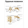 Грудные позвонки — медицинский плакат Фото товара Грудные позвонки — медицинский плакат