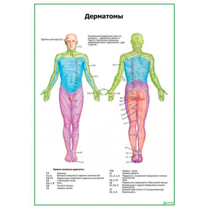 Дерматомы — медицинский плакат Фото товара Дерматомы — медицинский плакат