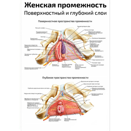 Женская промежность, поверхностный и глубокий слои — медицинский плакат Фото товара Женская промежность, поверхностный и глубокий слои — медицинский плакат