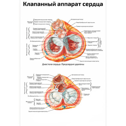 Клапанный аппарат сердца — медицинский плакат Фото товара Клапанный аппарат сердца — медицинский плакат