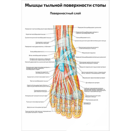 Мышцы тыльной поверхности стопы, поверхностный слой — медицинский плакат Фото товара Мышцы тыльной поверхности стопы, поверхностный слой — медицинский плакат